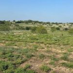 A grassy, open landscape near San Jacinto Aledo with patches of shrubs and small trees under a clear blue sky. The terrain appears flat with gentle rolling hills in the distance, capturing the serene charm of Aledo, TX.