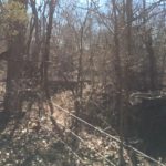 A sunlit, leafless forest with tangled undergrowth and several fallen branches. Thin wires or ropes run diagonally across the scene, and dry leaves cover the ground.