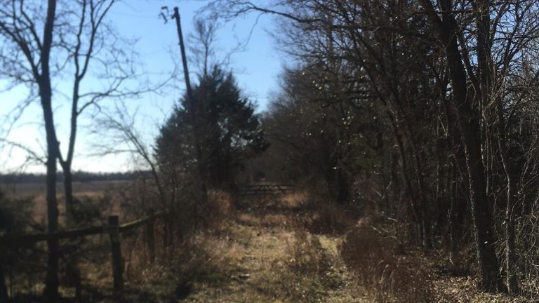 A sunlit, overgrown path runs through leafless trees and brush. A wooden fence is visible on the left, and the sky is clear and blue, casting shadows across the scene.