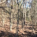 A forest scene with many thin, leafless trees and sunlight filtering through. The ground is covered in dry leaves and twigs, suggesting late autumn or winter.