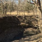 A small, shallow creek runs through a forest with mostly leafless trees. Sunlight filters through the branches, illuminating patches of dry grass and earth along the creek bank.