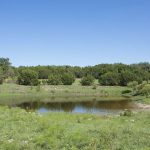 A small pond surrounded by green grass, wildflowers, and scattered shrubs, with dense trees in the background beneath a clear blue sky.