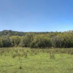 A grassy field with scattered low vegetation stretches toward a tree-covered hill under a clear blue sky.