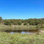 A small pond surrounded by green grass and shrubs, with dense trees in the background under a clear blue sky.