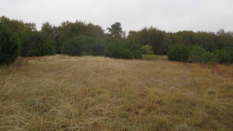 A grassy, open field with dry, yellowish-brown grass, bordered by dense green trees under an overcast, gray sky.