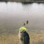 A fish is caught on a fishing lure with bright yellow-green skirt, being held above shallow water near the edge of a calm pond with grassy banks in the background.