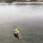 A fish hanging from a fishing line just above the surface of a calm lake, with trees and grassy banks visible in the background. The water is clear and slightly rippled.