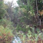 Dense green and brown foliage surrounds a small, reflective stream cutting through a wooded area on an overcast day. Some leaves show signs of early autumn colors.