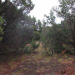 A forested area with medium-sized, densely packed trees and bushes, brownish ground covered with scattered leaves and twigs, and a narrow clearing running through the center. The lighting suggests an overcast day.