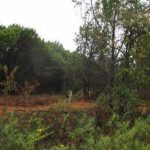 A dense, green forest with a mix of trees, shrubs, and undergrowth. The ground is covered in brown leaves and patches of grass, and the sky appears overcast, creating a dimly lit, natural scene.