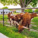 Several brown and white longhorn cattle stand behind a wire fence in a grassy enclosure, with a large tree and a white building visible in the background.