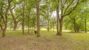 A grassy clearing in a wooded area with tall, leafy trees and scattered sunlight. A small metal box, possibly a grill or utility box, is seen among the trees. The ground is covered with leaves and grass.