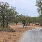 A winding gravel path curves through a dry, grassy area with scattered trees and cacti. In the foreground, a rock with a black deer silhouette is visible on the left side of the path. The sky is partly cloudy.