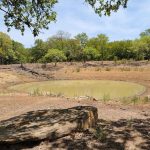 A small, muddy pond sits in the center of a dry, rocky clearing surrounded by sparse vegetation and green trees under a blue sky with light clouds.