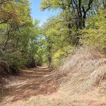 A sunlit dirt trail winds through a wooded area with green trees and dry grass on both sides under a clear blue sky.