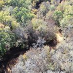 Aerial view of a dense forest with a mix of green and brown trees, suggesting seasonal change. A narrow, winding dirt path or stream cuts through the foliage below.
