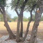 Three large trees with gray bark stand in a rocky, grassy yard. A small wooden birdhouse is attached to one trunk. The background features scattered trees, dry grass, and a cloudy sky.