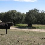 A black and white cow stands on dry grass near a dirt path, with green trees and a blue sky in the background.
