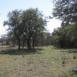 A grassy clearing with scattered trees and patches of sunlight. The area has some bare branches on the ground and is bordered by dense woods under a mostly clear sky.