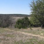 A dirt path runs through a grassy, rocky field bordered by trees, with a large tree on the right and a forested area in the background under a clear blue sky.
