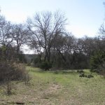 A grassy clearing surrounded by leafless trees and shrubs under a clear blue sky, suggesting a late winter or early spring day in a woodland area.
