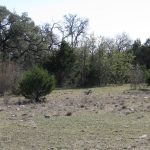 A grassy clearing with sparse patches of dry grass and scattered rocks, surrounded by various green trees and shrubs under a clear sky.