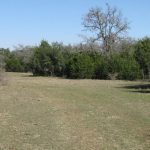 A grassy clearing with sparse patches of grass and dry areas, bordered by dense green shrubs and tall trees under a clear blue sky.