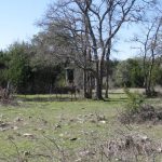 A grassy clearing with scattered rocks and leafless trees under a clear blue sky, surrounded by dense green shrubs and trees.