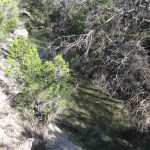 A shallow creek with clear water flows between rocky banks and dense trees, with sunlight filtering through the branches and casting shadows on the water.