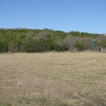 A wide, open grassy field with sparse, dry grass, bordered by dense green trees under a clear blue sky. On the right side, there is a bare tree and two elevated hunting stands.