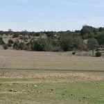 A wide, open field with sparse patches of grass and scattered low shrubs and small trees under a clear sky. The landscape appears dry and slightly hilly, with distant trees on the horizon.