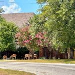Five deer graze on grass under trees in a residential neighborhood, near a brick mailbox and a wooden fence. A house with a sloped roof is partially visible behind the greenery.