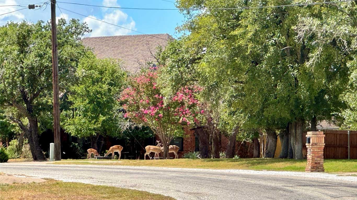 Five deer graze on grass under trees in a residential neighborhood, near a brick mailbox and a wooden fence. A house with a sloped roof is partially visible behind the greenery.
