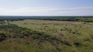 A wide, open grassy field with scattered bushes and trees, bordered by a dense forest in the distance under a clear sky. A small structure stands alone near the right side of the image.
