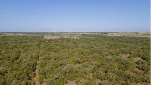 Aerial view of a dense green forest stretching into the distance under a clear blue sky, with open fields and a row of wind turbines visible on the horizon.