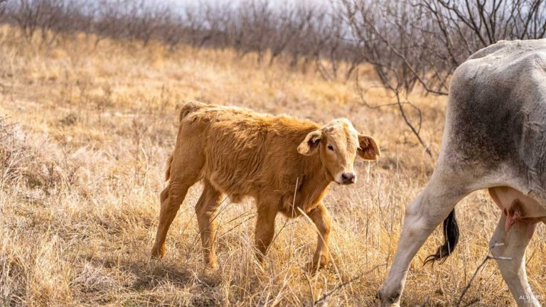 A light brown calf stands in a dry, grassy field at the Historic S&S Ranch near the hind legs of an adult cow, with leafless shrubs and a hazy sky in the background.