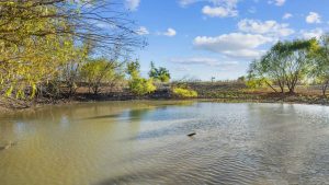 A small, muddy pond surrounded by sparse green trees and dry, brown earth under a blue sky with scattered white clouds.