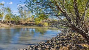 A calm, muddy pond with clear water surrounded by leafless and green trees under a blue sky, with scattered clouds and sunlit branches casting shadows on the ground.