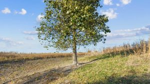 A single tree stands on the edge of a grassy and dry field under a blue sky with scattered clouds. Shadows from the tree stretch across the ground, and tall grass grows nearby.