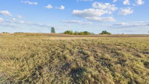 Wide open field with dry, yellowish grass under a blue sky scattered with white clouds. Sparse trees and shrubs appear in the distance along the horizon.