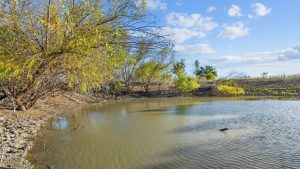 A small pond with muddy water is surrounded by leafing trees and shrubs under a blue sky with scattered clouds; the landscape appears dry and sunlit.