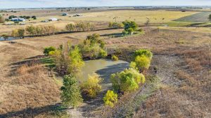 A small pond surrounded by green trees in the middle of a dry, grassy field with scattered cattle and distant farm buildings under a partly cloudy sky.