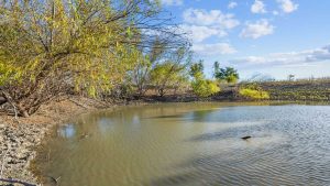 A small pond with murky water is surrounded by dry, leafless trees and sparse green shrubs under a blue sky with scattered clouds. The landscape appears arid and sunlit.