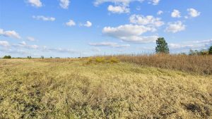 A wide open field with dry grass under a blue sky scattered with white clouds. Tall, brown grasses and a few green bushes and trees are visible in the distance.
