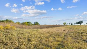 A wide open grassy field with patches of dry grass and scattered bushes under a blue sky with fluffy white clouds. Trees are visible in the distance along the horizon.
