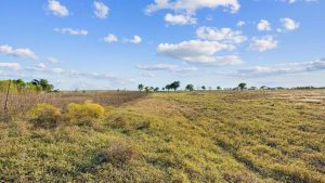 Open grassy field under a blue sky with scattered clouds, lined with a wire fence on the left and a few distant trees along the horizon. Dry grass and bushes are visible in the foreground.