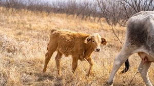 A light brown calf stands in a dry grassy field, looking toward the camera. Part of an adult cow is visible on the right side of the image. Leafless shrubs and an overcast sky are in the background.
