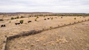 A group of black cows grazes on a dry, grassy field near a long stone wall, with scattered shrubs and distant hills under a cloudy sky in the background.