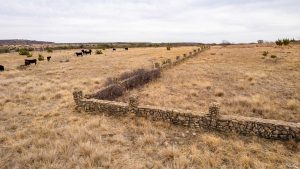 A dry, grassy field with scattered shrubs and a long, low stone wall running through it; several black cows graze in the distance under a cloudy sky.