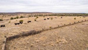 A herd of black cattle grazes on a dry, grassy field bordered by a low stone wall, with scattered shrubs and distant hills under a cloudy sky.